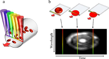 Image: Image acquisition in SEFC. (a) A single line within a blood vessel is imaged with multiple colors of light that encode lateral positions. (b) A single cell crossing the spectral line produces a two-dimensional image with one axis encoded by wavelength and the other by time (Photo courtesy of the Technion, Israel Institute of Technology, Biomedical Optics Lab).